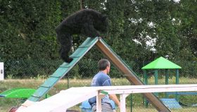 bouvier_flandres_agility