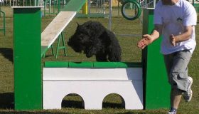 bouvier_flandres_agility3