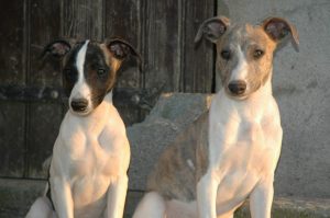 éducation chiots et chiens par éducateur canin