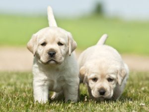 éduquer chiot et chien