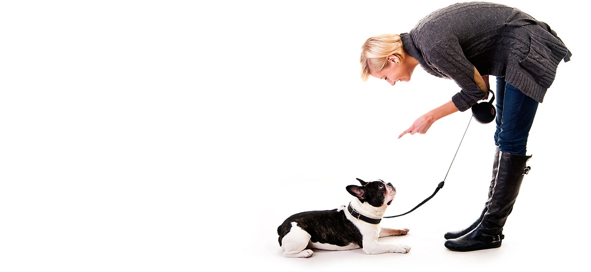 Le comportement du chien DOG ACADEMIE